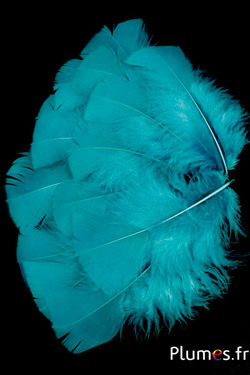 Pute - 6-8 cm - Ozean